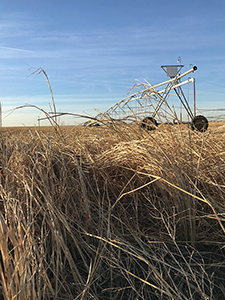 Kansas wheat and center-pivot irrigation