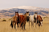Horses, Capulin NM