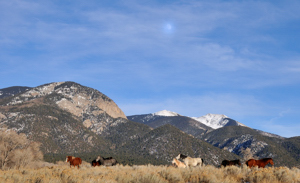 Taos Horses