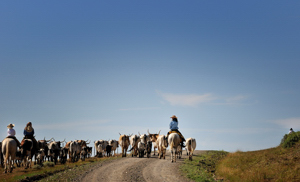 Trinchera Canyon cattle drive