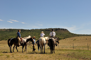 Trinchera cattle drive