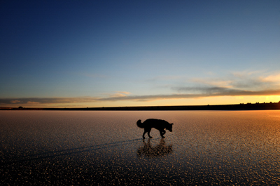 Django, border collie on frozen lake