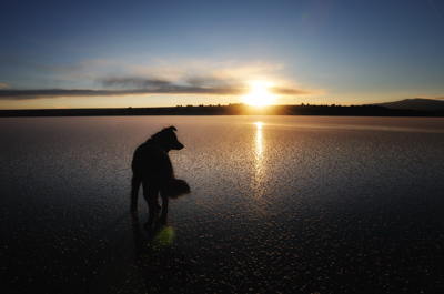 Django on frozen Weatherly Lake