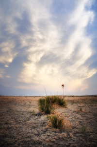 Yucca, photo by Tim Keller