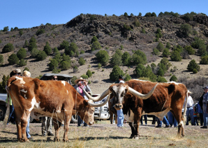 Longhorn cattle, Folsom Falls Ranch, NM