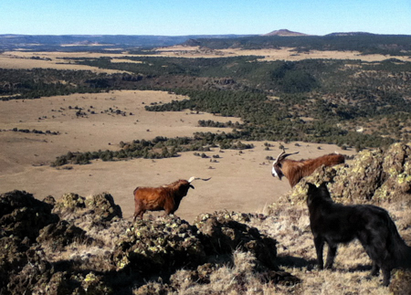 Mountain Goats in northeast New Mexico