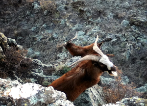Mountain goats in northeastern New Mexico