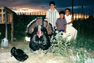 Sam the Turkey, with friends