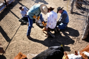 Brown Ranch branding, 2012 Dry Cimarron NM