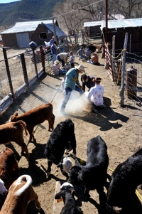 Brown Ranch branding, 2012, Dry Cimarron Valley NM