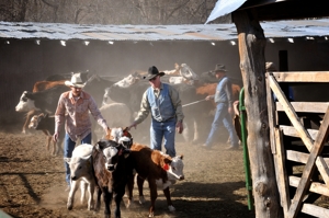 Brown Ranch branding, 2012, Dry Cimarron Valley NM