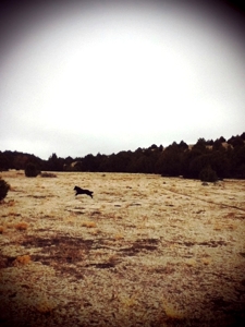 Django Jump - Helga CameraBag by Tim Keller