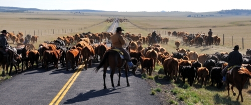 Pushing the Herd - Cattle Drive by Tim Keller