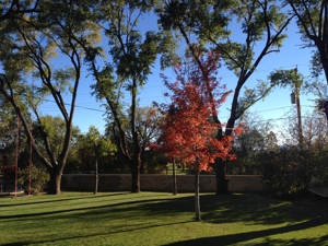 Stevens Road, Raton autumn