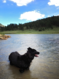 border collie at Lake Maloya