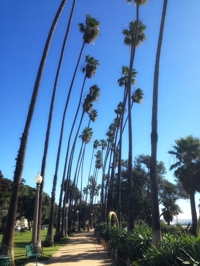 Santa Monica palm trees bent by wind