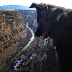 Django at Taos Gorge, border collie