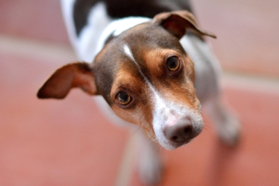 Jett - Jack Russell terrier