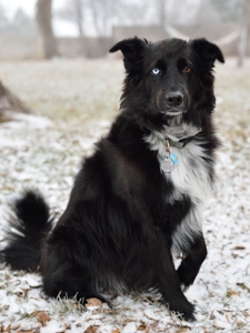 Django, border collie in snow