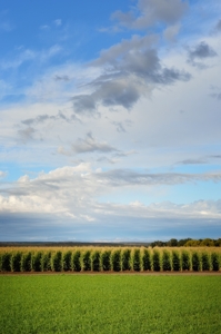 Winter Corn, Southern New Mexico - photo by Tim Keller