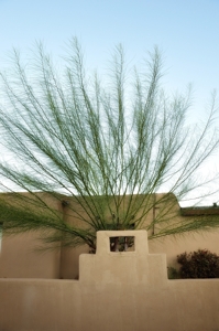 Old Mesilla - Tree in yard