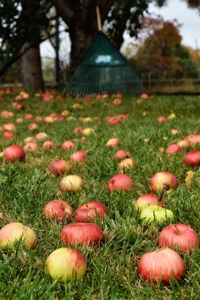 A windfall of apples this year, Raton NM 2015