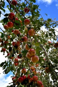 A profusion on apples on the tree, Raton NM 2015