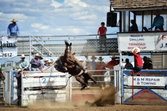 Shade Etbauer goes up then down on his saddle bronc