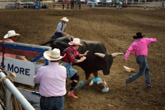 Bullrider Dakota Cator of Spearman, Texas, does down under the stomping feet of his bull. He's assisted by bullfighters Ty Pellam and Ely Sharkey.