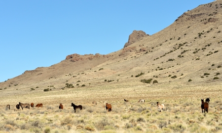 Wild horses in Colorado's San Luis Valley