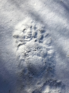 bear track