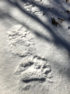 bear tracks