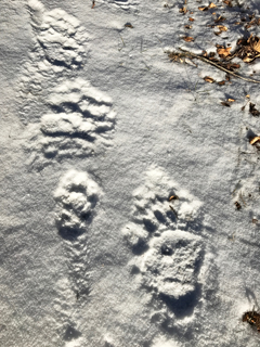 bear tracks