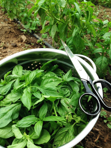 Fresh basil harvest, Raton NM