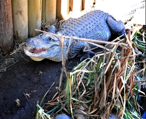 Jaxson, Colorado Gators, 2016