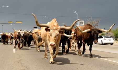 Texas Longhorns on parade, Route 66 at Tucumcari Rawhide Days 2016