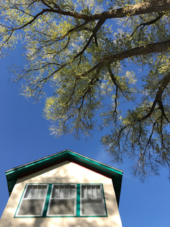 Elm leaves still on tree when they should be bare in northern New Mexico November