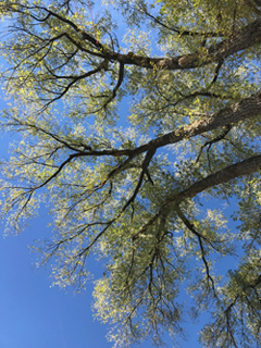 Mid-November elm tree branches that should be bare by now