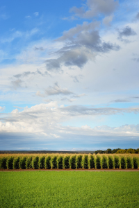 Cornfield near Hatch, New Mexico, October, by Tim Keller