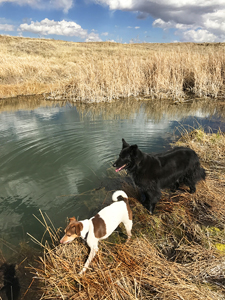 Jack Russell Terrier and Border Collie hiking at New Mexico pond