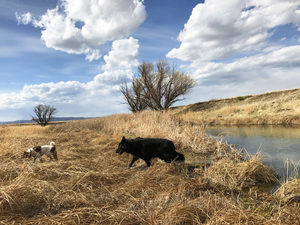 Jack Russell Terrier and Border Collie hiking at New Mexico pond