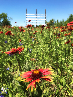 Bee in Indian Paintbrush, Texas Hill Country