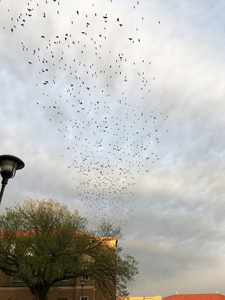 Pigeons flock at Texas Tech