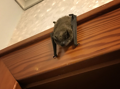 Bat inside home