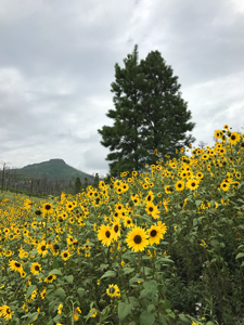 Wild mountain daisies at Lake Maloya in Sugarite Canyon State Park, New Mexico