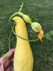 yellow squash