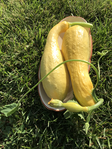 yellow squash