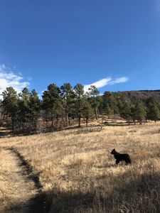 Hiking with Dogs - Border Collie in Sugarite Canyon State Park, Lake to Lake Trail