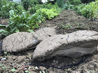 Gardening shoes caked with mud