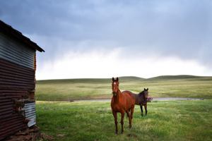 Johnson Mesa horses in rain